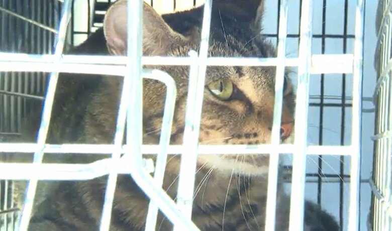 ボランティアに捕獲されたネコ