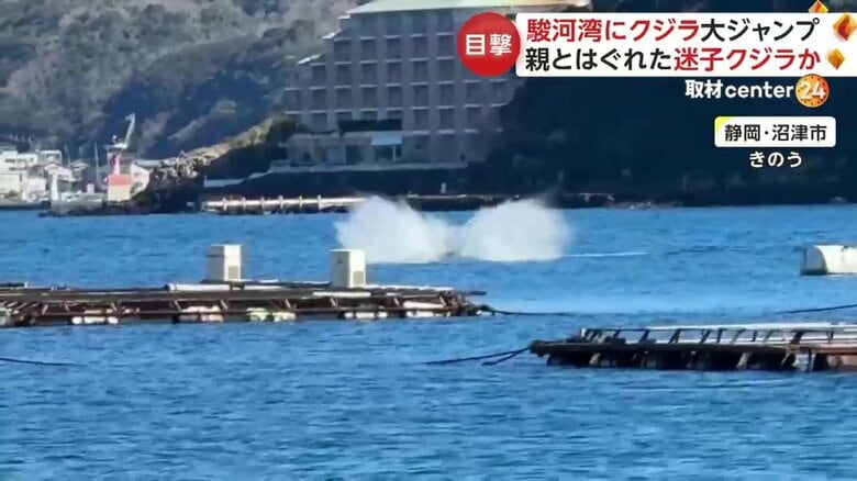駿河湾に出現したクジラの姿（3）