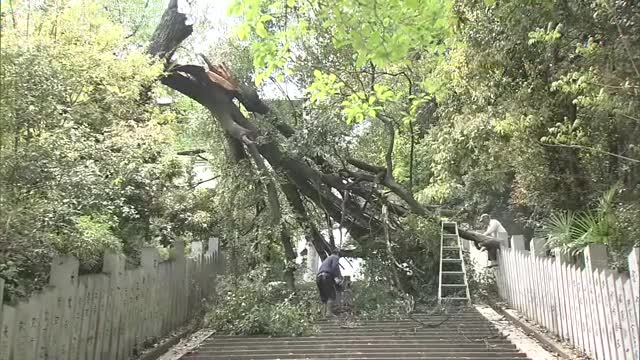 高さ約２５メートルの大木がぼっきり　松山城ふもとの東雲神社で倒木　参道の階段塞ぎ撤去作業続く【愛媛】