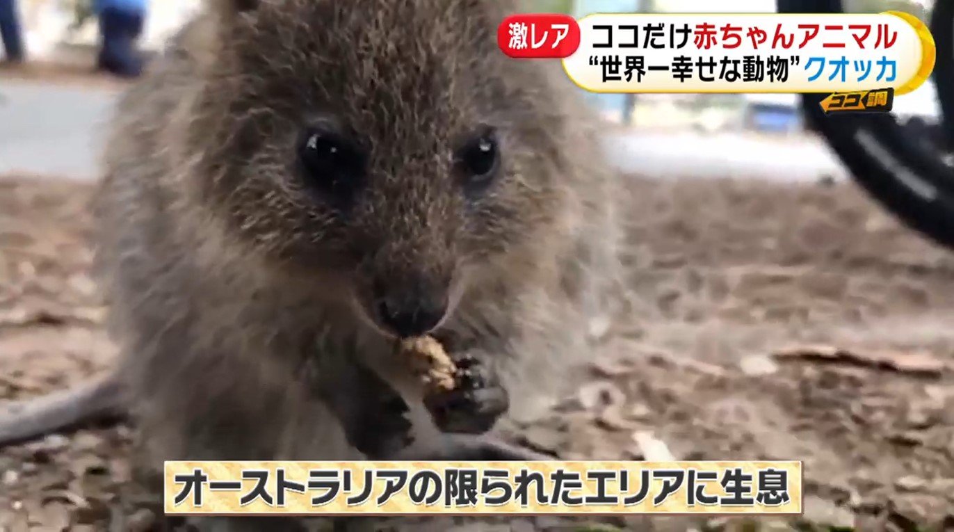 世界一幸せな動物 砂漠の天使 激レア動物の赤ちゃん続々誕生 日本で唯一の希少動物を飼育する理由とは Fnnプライムオンライン Goo ニュース