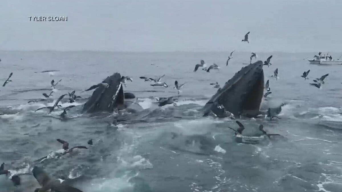 クジラたち“ダンス”の理由 泡を吹き出し…「オーマイガー！」群れに遭遇