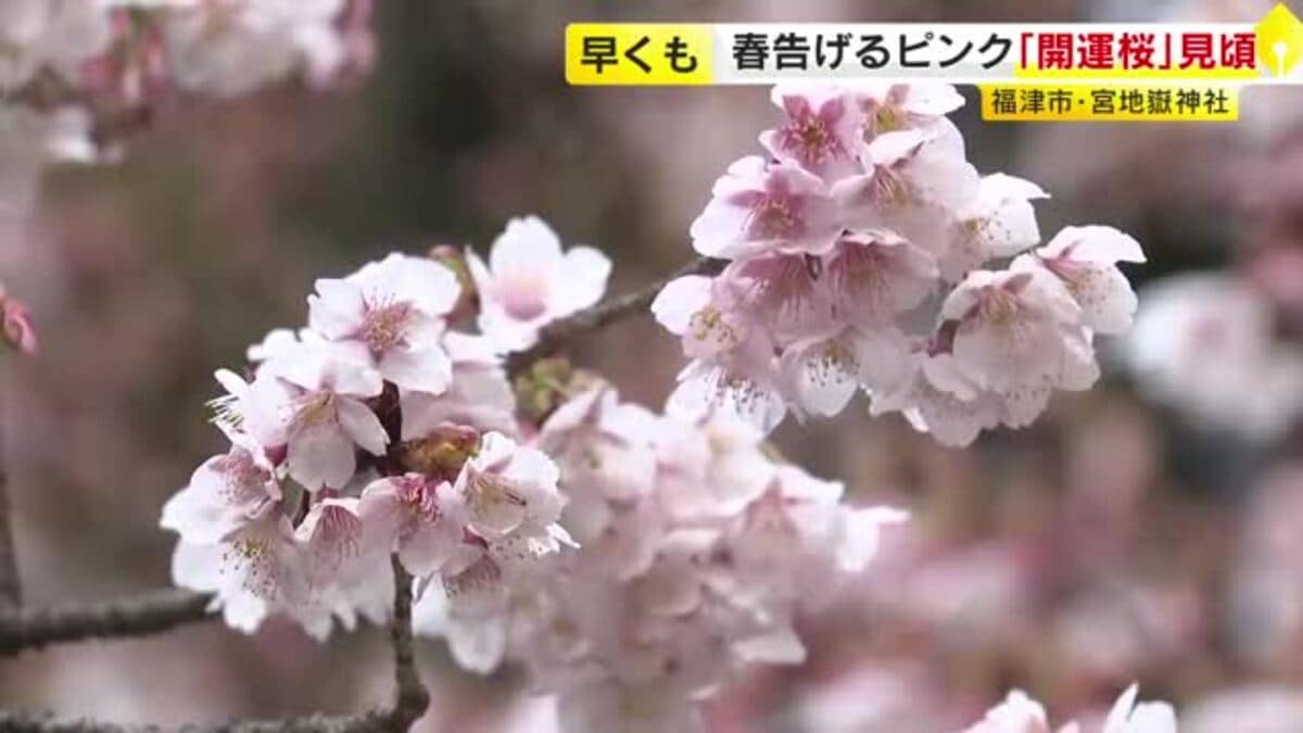 淡いピンクの花びら揺れる…「開運桜」が見ごろ 5日の県内は3月下旬並み
