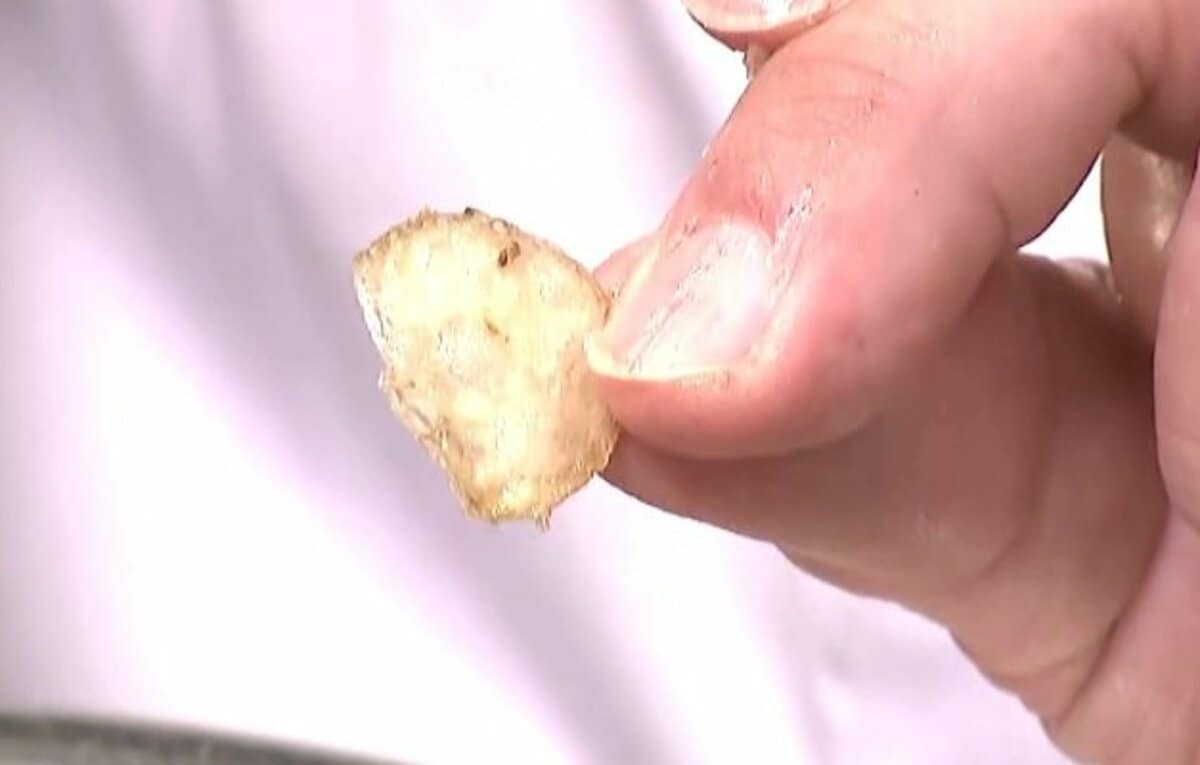 小さ過ぎるポテトチップも “ジャガイモ不作”で小ぶりに…メーカーから 