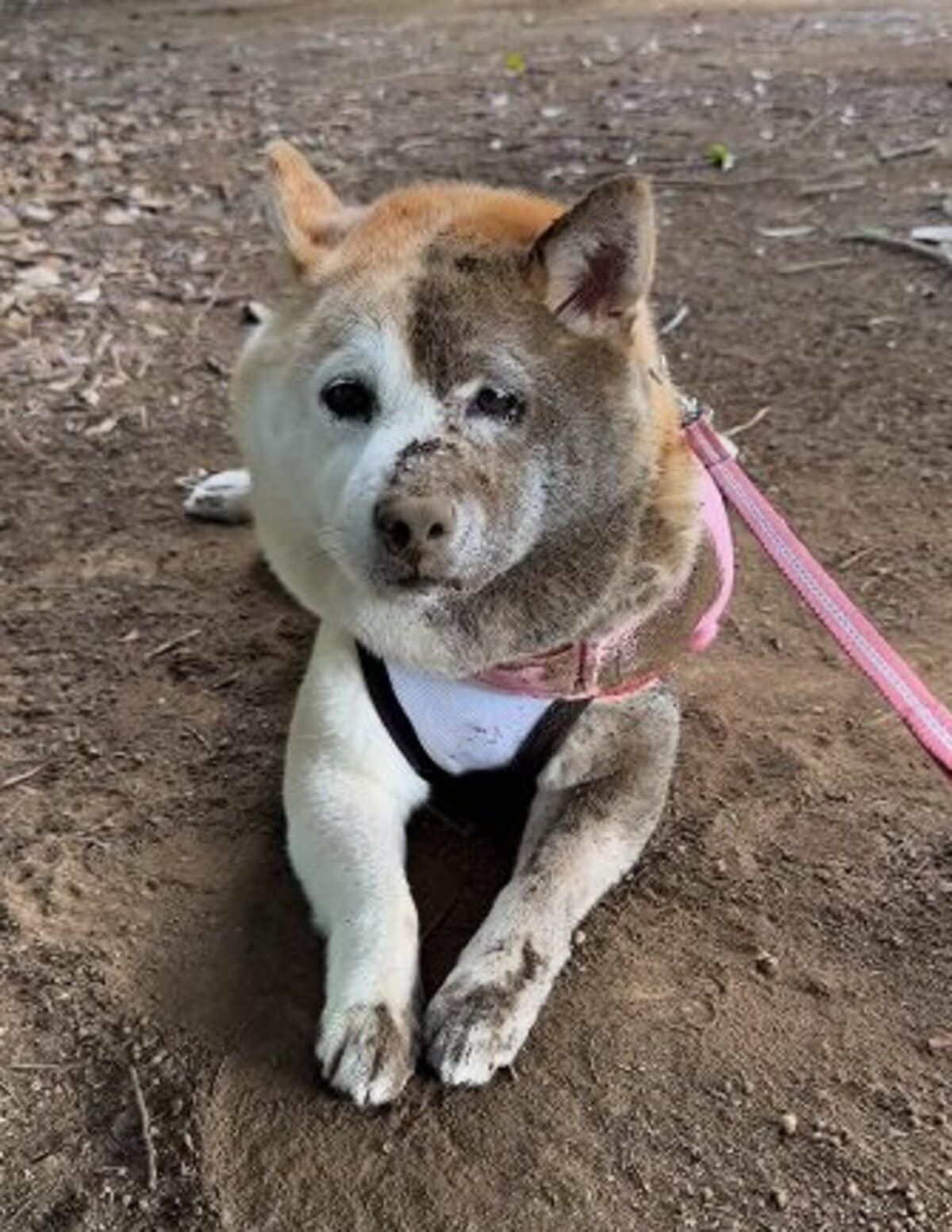 えー 半分熊になる」顔の半分だけが真っ黒“砂まみれ”の柴犬が可愛い