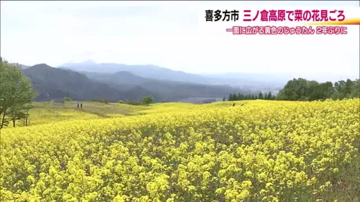 2年ぶりの黄色いじゅうたん 三ノ倉高原で菜の花が見ごろに 去年は大雪