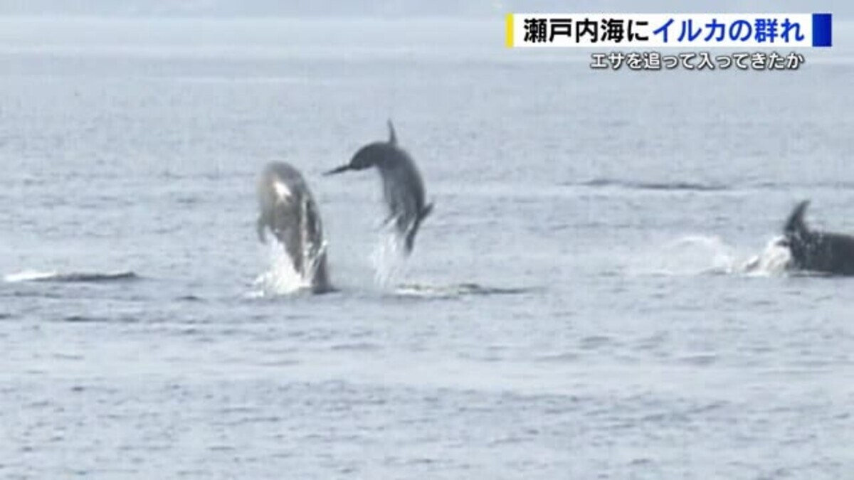 ドルフィンライブ　露出 瀬戸内海にバンドウイルカの群れ 目の前で大ジャンプ 目撃情報が相次ぐ｜FNNプライムオンライン