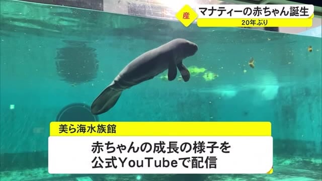 ２０年振り３例目 マナティーの赤ちゃん誕生 沖縄