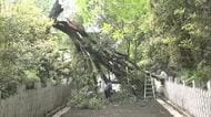 高さ約２５メートルの大木がぼっきり　松山城ふもとの東雲神社で倒木　参道の階段塞ぎ撤去作業続く【愛媛】