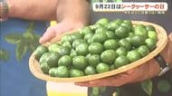 9月22日シークヮーサーの日　旬の美味しさを発信