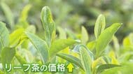 空前の抹茶ブームの“光と影” 茶関連業の倒産が過去10年で最多に 懸念されるリーフ茶の減少 名産地では一体何が？【福岡発】