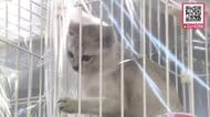 ドームで『北海道ペット＆ファミリーEXPO』動物を飼っている人だけではなくこれから飼いたい人も楽しめるイベント開催「わんちゃんと一緒に入れるイベントなので楽しめて嬉しい」_札幌市
