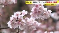 淡いピンクの花びら揺れる…「開運桜」が見ごろ　5日の県内は3月下旬並みの気温に　福岡・宮地嶽神社