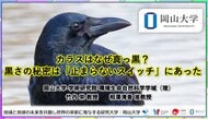 【岡山大学】カラスはなぜ真っ黒？―黒さの秘密は「止まらないスイッチ」にあった
