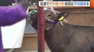 新潟・佐渡市で“子牛のセリ市”　平均価格76万558円で前回より約1万円↓「体が小さくなってしまった」