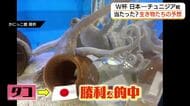 「かにっこ館」の生きものがW杯の勝敗を予想　チュニジア戦的中は「タコ」（鳥取市）