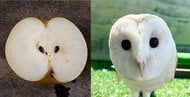 「完全に一致」フクロウと“梨の断面”の比較画像が話題…気付いたきっかけを動物園に聞いた
