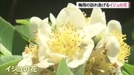 梅雨時期に見頃迎えるイジュの花