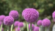 「マリモみたいな紫の球体」その正体は…?可憐な花「アリウム・ギガンチウム」 10株から200株まで増やした男性「育てがいある」【宮崎発】