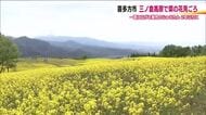 2年ぶりの黄色いじゅうたん　三ノ倉高原で菜の花が見ごろに　去年は大雪の影響で満開にならず　喜多方市