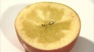ほとんど蜜! 日本一高価な「幻のリンゴ」 小ぶりであまり赤くないのに3kgで3万円…そのお味は?【福島発】