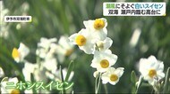 瀬戸内を臨む約10万の花 伊予市双海町の二ホンスイセン見頃に【愛媛】