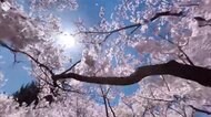 “自粛”広がる中…自宅で花見気分や“バーチャル花見” さまざまな工夫で春を【福岡発】