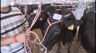 世にも珍しい4つ子の子牛 旅立ちのセリに密着