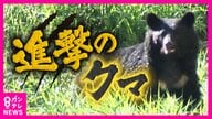 嗅覚は犬の8倍　小グマでも“隠した”リンゴの匂いに反応しその場から離れず…“食料ある限り冬眠しない”クマの実態