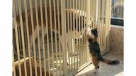 「助けに来たよ！」大型犬をサークルから救出しようとする子猫に飼い主もびっくり…体重差60キロの2匹の仲を聞いた
