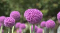 「マリモみたいな紫の球体」その正体は…？可憐な花「アリウム・ギガンチウム」　10株から200株まで増やした男性「育てがいある」【宮崎発】