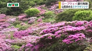 雲仙ロープウェイ再開 ミヤマキリシマも見頃【長崎】