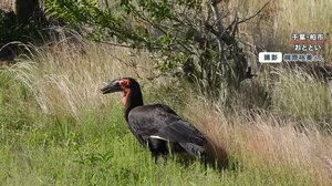 ヘビやカエルを丸のみ…“謎の巨大鳥”目撃相次ぐ アフリカの絶滅危惧種がなぜ千葉県に?