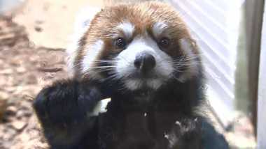 ガラスに張り付いたリンゴをつかんで食べる仕草がかわいい!レッサーパンダの双子の兄弟
