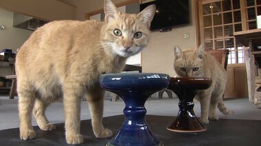 ターゲットは猫…即日完売の「キャットボウル」 出西窯で人以外への商品は初【島根発】