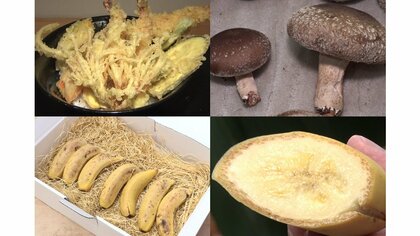 「信長バナナ」や「信長しいたけ」も　岐阜で見つけた“信長グルメ”　生産農家が名前に託した全国制覇への夢
