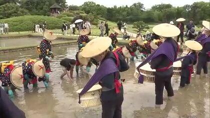岡山後楽園の初夏の風物詩「お田植え祭」　すげがさ姿の早乙女が田植え歌に合わせ苗植える【岡山】