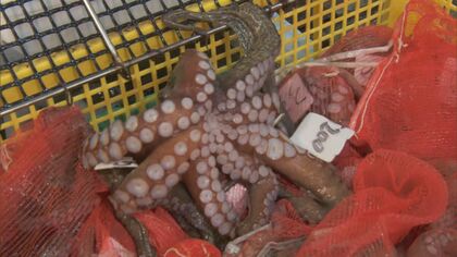 東京23区ではマグロより高い…『タコ高騰』漁獲量少なく例年より高値に 名古屋では創業時から“倍の値段”のたこ焼き老舗も