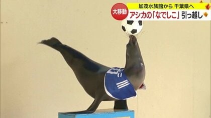 加茂水族館から千葉へ　人気者のアシカ「なでしこ」がお引っ越し・職員に見送られ新たな一歩【山形発】