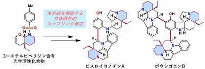 植物に含まれる複雑な天然物の完全化学合成に成功　―ビスロイコノチンAおよびボウシゴニンBを世界に先駆けて全合成―