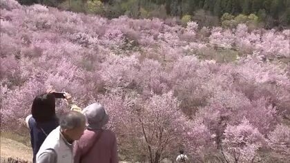 福島の桜前線もいよいよ終着地へ　北塩原村・桜峠が見ごろに　約3000本のオオヤマザクラの絨毯