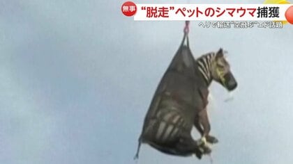 「オーNO！！」ヘリ輸送される“空飛ぶエド”が話題　“脱走ペット”のシマウマが住宅街に出現…ドローン導入し1週間の大捜索　　アメリカ