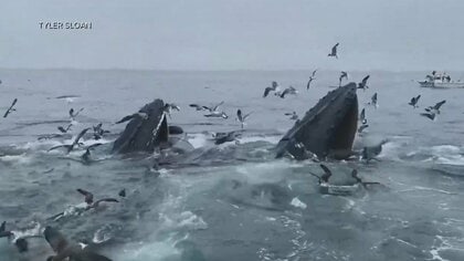 クジラたち“ダンス”の理由　泡を吹き出し…「オーマイガー！」群れに遭遇した男性驚き　米・マサチューセッツ州