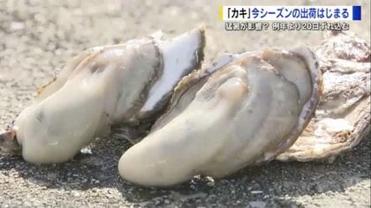猛暑乗り越え…プリプリの「広島カキ」　20日遅れで今シーズンの出荷始まる　「待ってもらった分、いいカキを」