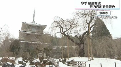 樹齢約300年のしだれ桜に雪が舞う　今シーズン最強寒波で宮崎でも雪景色　子供たちは雪遊びで大はしゃぎ