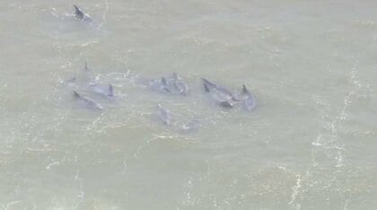 打ち上げられたイルカ30頭　冷たい海で“まひ”の可能性…SNSで集まったダイバーが懸命の救出作業