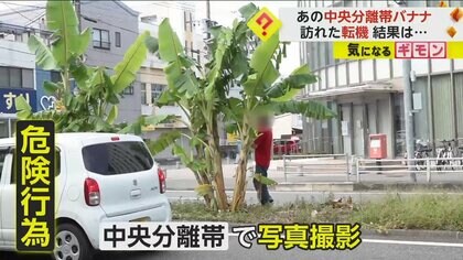 “伐採要請”の中央分離帯“無許可バナナ”に転機　栽培する男性の友人の畑などに植え替えられる予定　福岡・久留米市