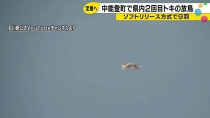 石川で2度目のトキ放鳥 9羽が能登の空へ　「ゴールではない」山野知事が語る定着への道