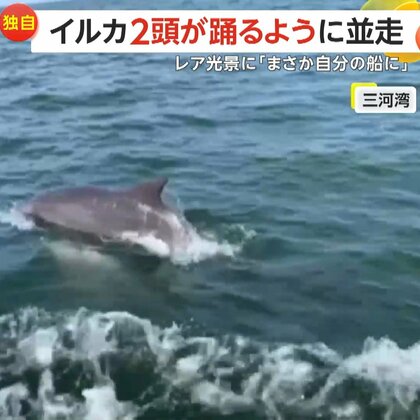 【独自】華麗に泳ぐ2頭のイルカ　水中から鳴き声のワケは？イルカ特有のコミュニケーションか　愛知・三河湾