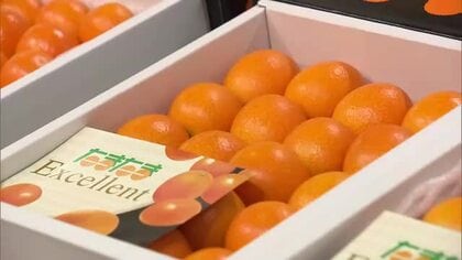 おいしく栄養価高い…みやざき完熟きんかん「たまたま」販売解禁　