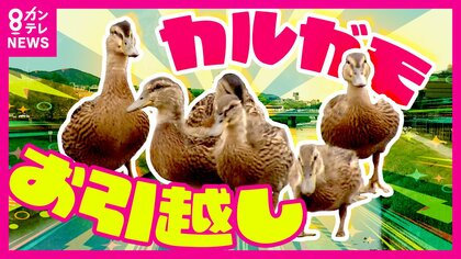 【カモのお引っ越し】まさかの親ガモ不在　6羽の子ガモだけで3時間の大冒険　住民に見守られながら鴨川目指す